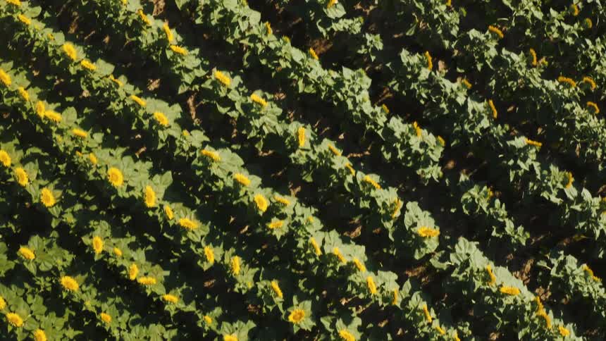 An aerial close view looks directly down onto a vibrant green field of sunflowers planted in diagonal rows with long shadows cast across the plants in warm bright sunlight