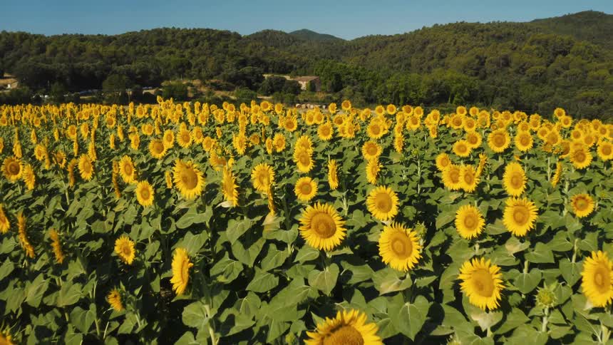 Numerous sunflowers with green stems fill a cultivated area with a forest in the distance and the entire scene is bright under the open atmosphere