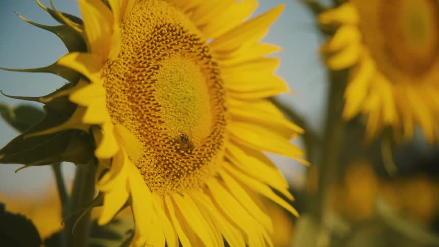 The bee is pollinating the sunflower
