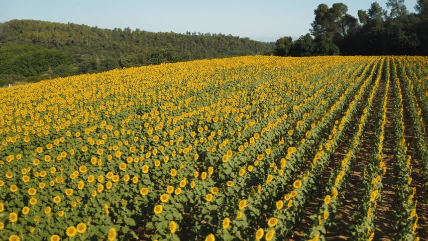 A vast field of yellow sunflowers stretches in straight parallel rows into the distance with a dense forest covering the sloping hills in the background under bright sunlight