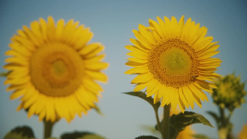 Two large vibrant yellow sunflowers stand in a field with a bright blue sky background one flower in sharp focus and the other softly blurred