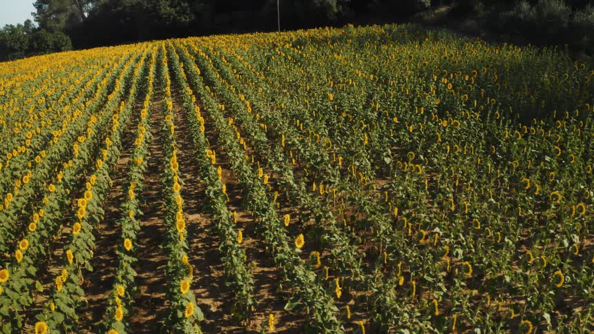 A large field of yellow sunflowers planted in long neat rows stretches from the foreground toward the background under bright sun with a dark forest bordering the far edge of the field