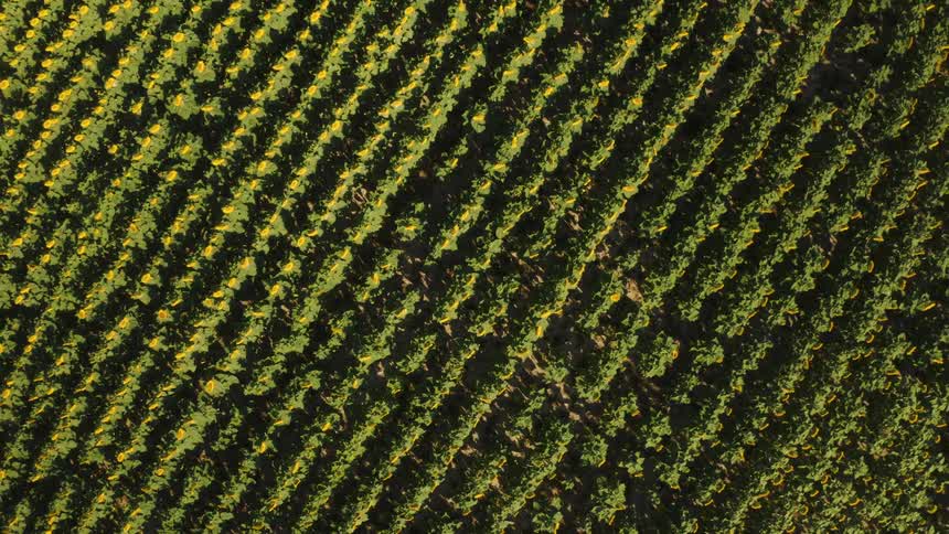 An aerial high angle view descends over a large field of sunflowers planted in neat parallel rows showing the bright yellow flowers and green foliage