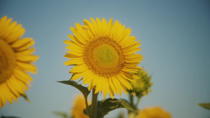 The bug flies around the sunflowers