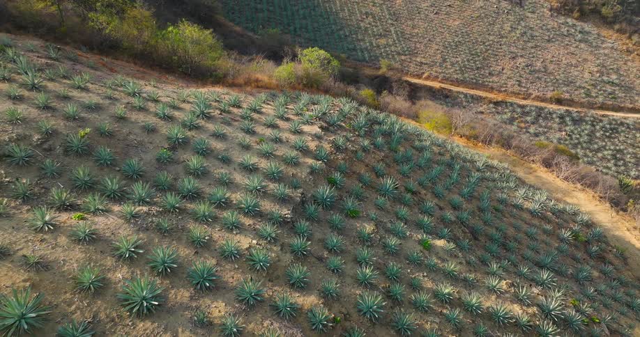 Crops grow in the fields located on the hills in the rural countryside