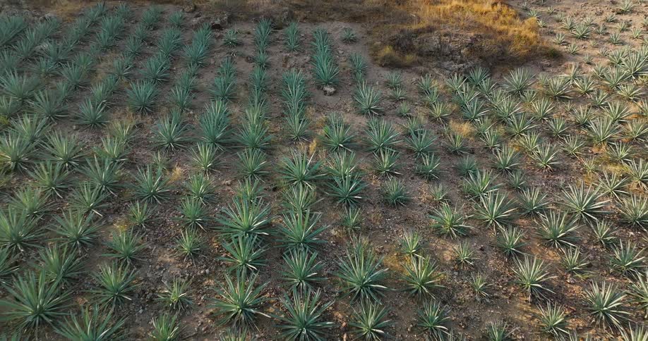 An aerial close view looks down at a vast dry field of blue agave plants planted in even rows across the reddish brown dirt under the warm sunlight