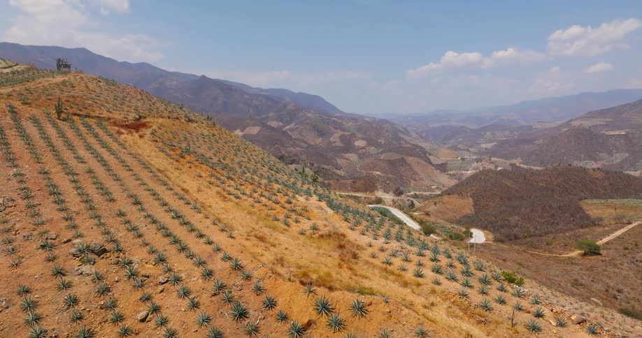 An aerial wide view of a terraced hillside shows rows of agave plants on reddish brown dirt overlooking a mountain valley with a winding road and distant peaks under a bright partly cloudy sky