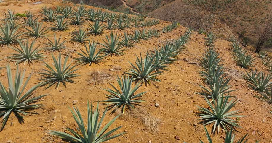 A downward tilted close view shows young blue agave plants planted in neat rows across a steep reddish brown hillside in bright sunlight