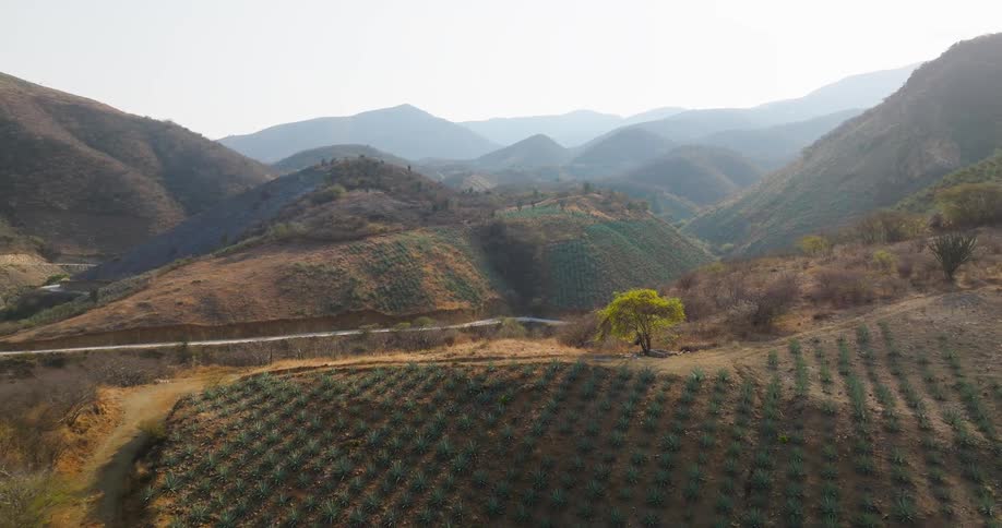 An aerial wide view of a mountain valley shows a hillside planted with rows of agave plants and a single bright green tree near a winding dirt road under a hazy pale sky