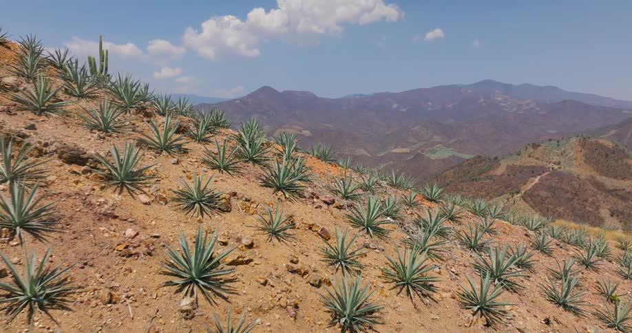 Young agave plants are planted in geometric rows across a steep brown hillside overlooking a wide valley and layers of mountains under a bright blue sky