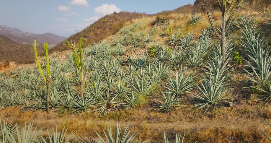 A hillside of spiky agave plants stretches across dry sunlit soil toward distant mountains