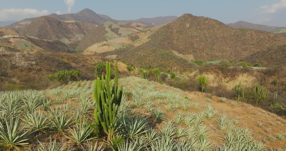 The video shows a sweeping view of a desert landscape covered in rows of light green agave plants and some tall cacti in the foreground in the background there are rolling brown hills and mountains under a hazy blue sky