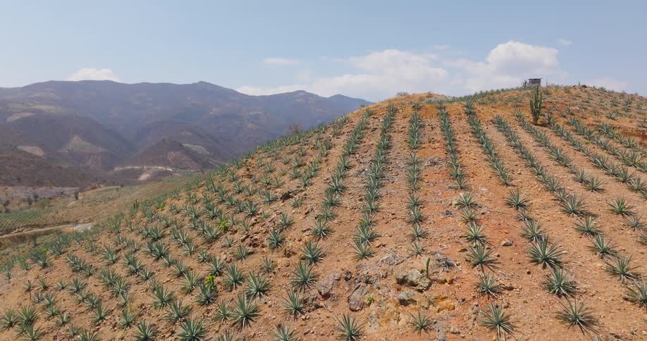 Dirt road winds through the crop fields located on a mountain on a cloudy day