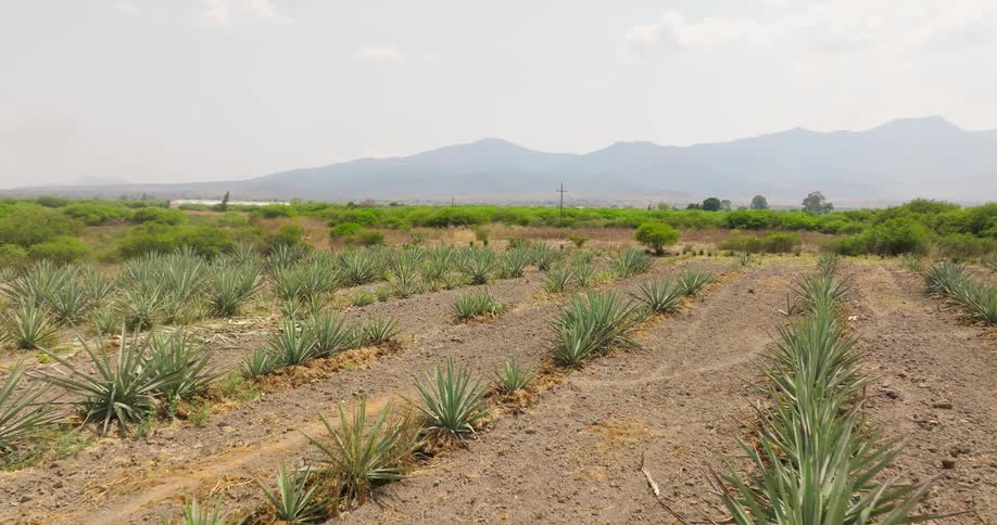 Rows of agave plants in arid field with mountains behind