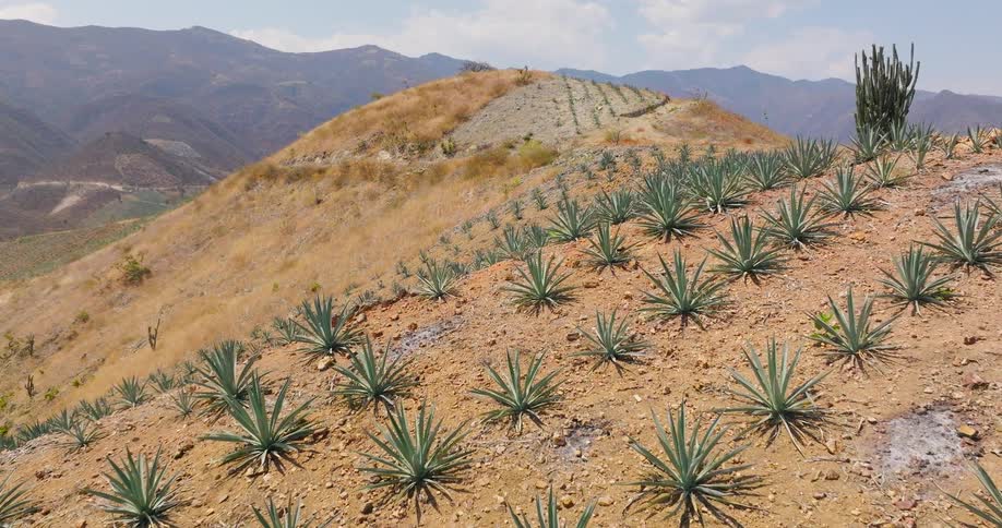 Rows of a plant grow on a mountian