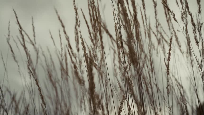 The video is a closeup shot of several dry brown stalks of grass or reeds swaying gently in a light breeze the background is a smooth pale and softly lit wall that creates a simple highcontrast composition with the textured grass