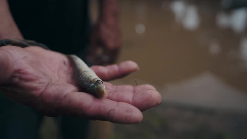 Small fish jumping and leaping from a mans hand