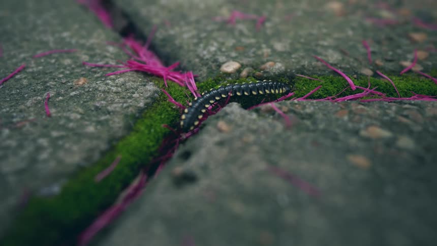 A close downward angled view shows a segmented black and yellow millipede crawling over green moss and bright pink flower petals between two gray paving stones