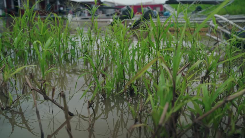 A dense patch of bright green grass grows from the murky water hiding a distant dock and a row of small boats in the background