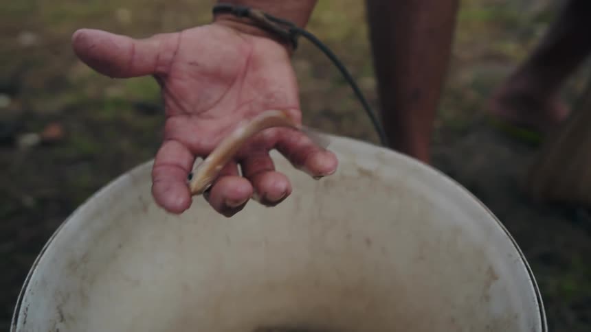 A mans hand holding a small live fish then releasing it into a bucket