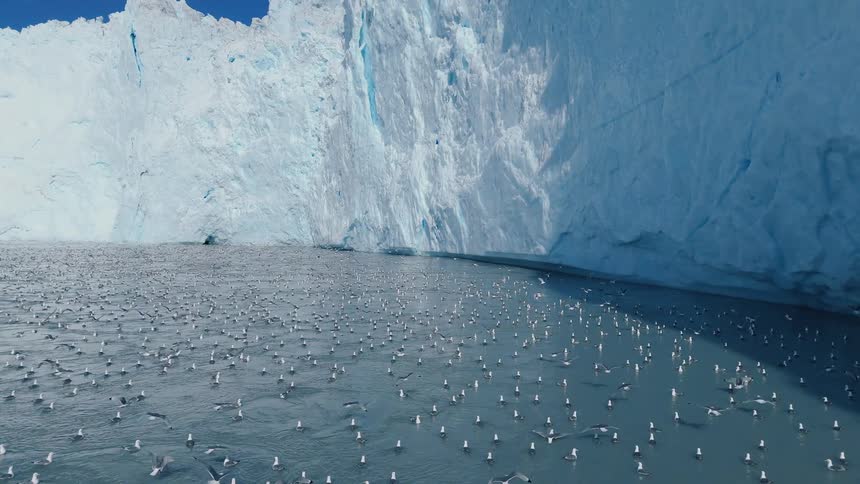 Hundreds of birds on the water and flying near a melting arctic glacier