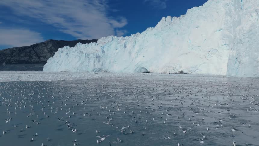 A towering blue glacier borders a gray sea while hundreds of seabirds skim the waters surface