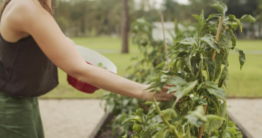 The woman is picking tomatoes in her garden