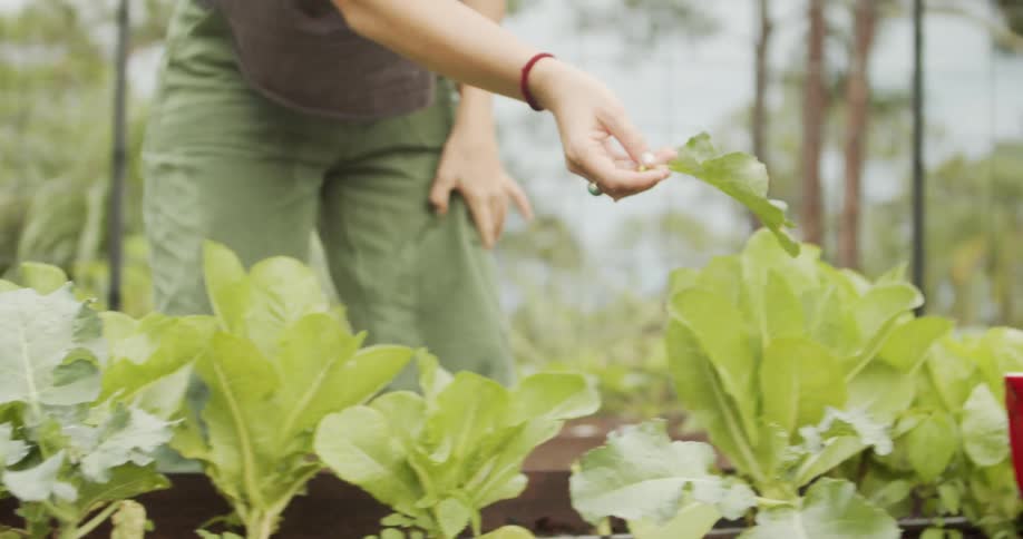 Woman picks a leaf from a leafy vegetable in a rural garden