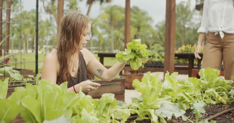 Woman harvesting lettuce from a raised garden bed