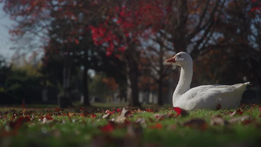 A goose lays on the grass