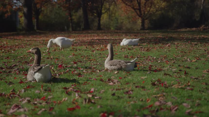 Four birds sit or stand on a flat area of green grass covered with scattered red leaves two brown birds sit in the foreground and two white birds rest further away near a line of background trees under sunlight