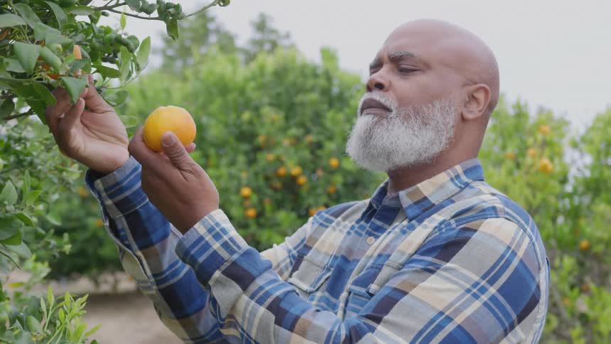 A man looks closely at an orange he picked off a tree in an orchard