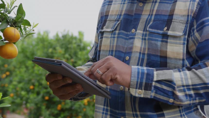 A person in a blue plaid shirt uses a tablet beside an orange tree in an orchard