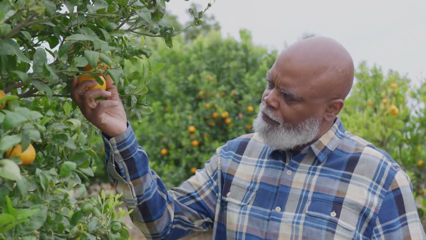 The man checks an orange on the branch of a tree