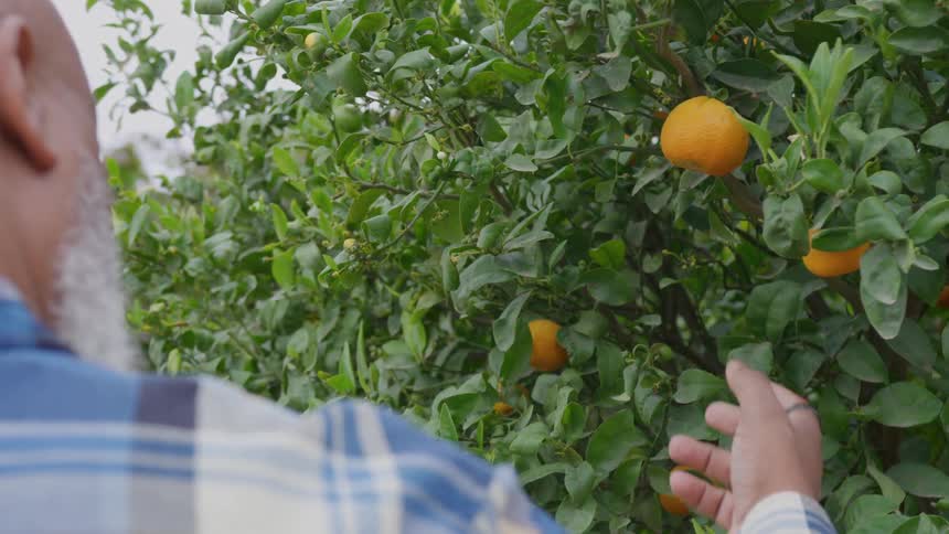 The man touches an orange hanging from the crop
