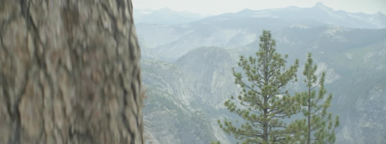 Tall trees are on this mountain