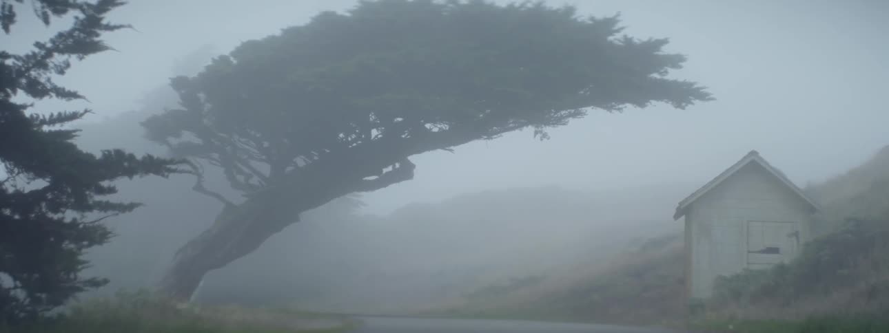 A tall tree sits in the fog by a house