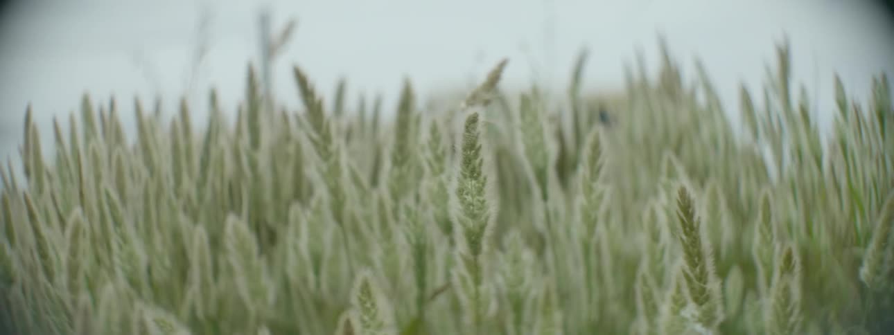 Grass blows in the wind