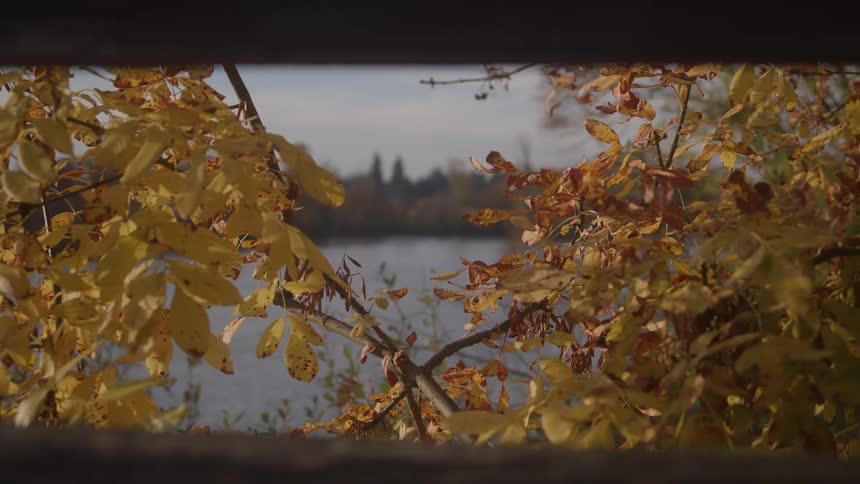 A horizontal band of still water and a low dark distant shoreline are framed by the dark border of a foreground opening and branches covered with bright yelloworange leaves