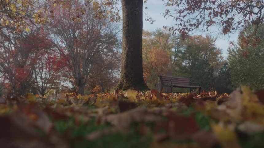 Bench next to a tree in the park with leaves in fall colors on the ground