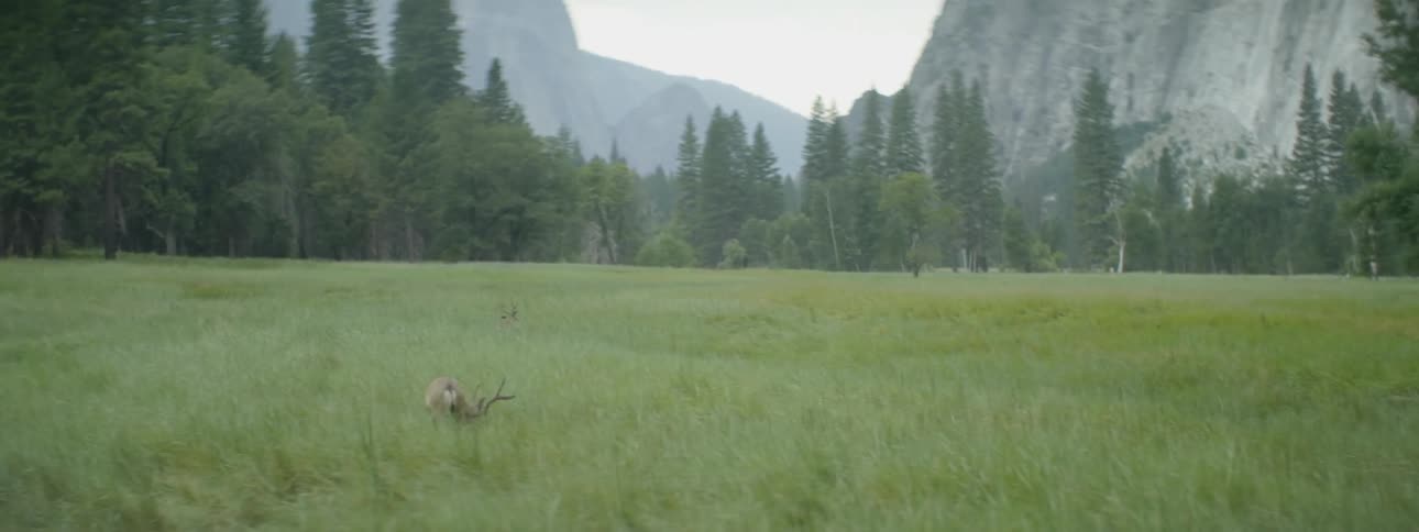 Deer graze in a grassy field in the wilderness