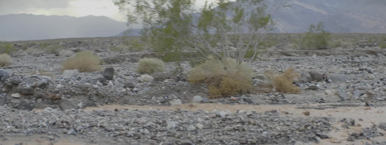 The field is covered with rocks