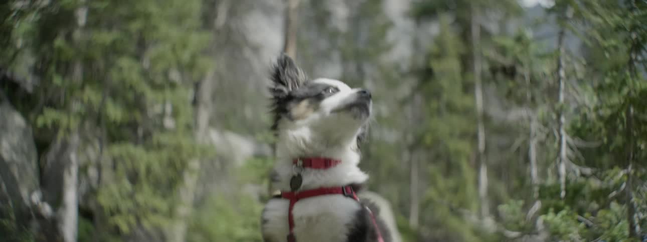 A dog is looking around by some trees