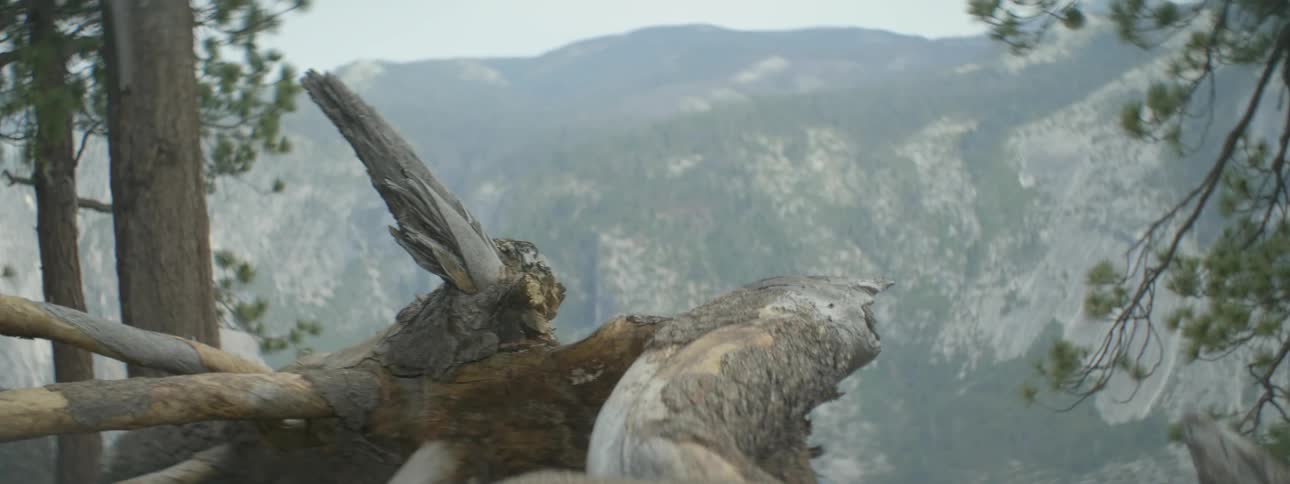 A tree trunk is fallen on the side of a cliff