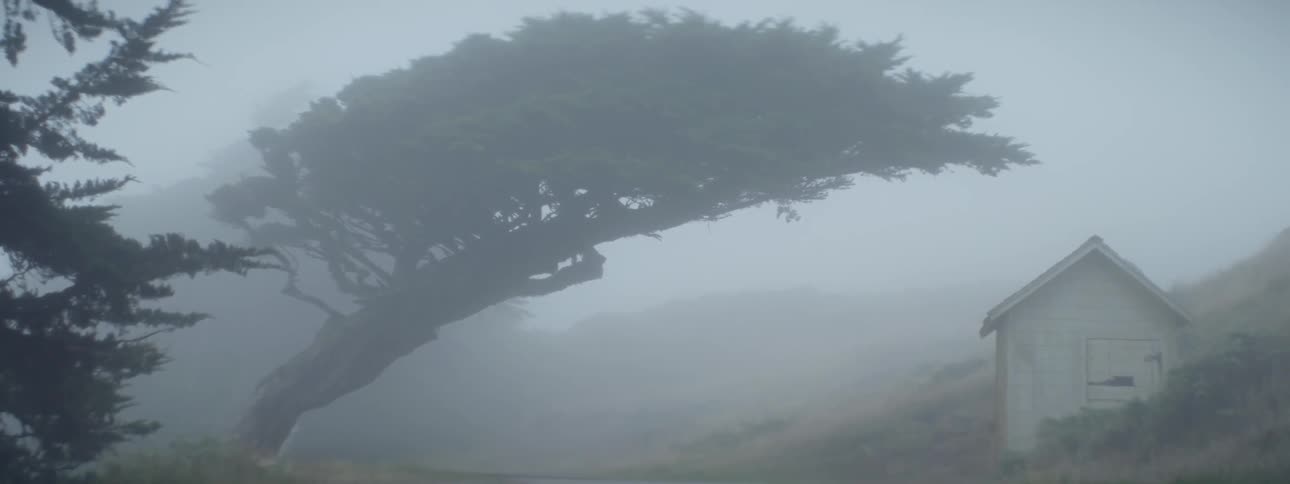 A slanted tree sits in the heavy fog