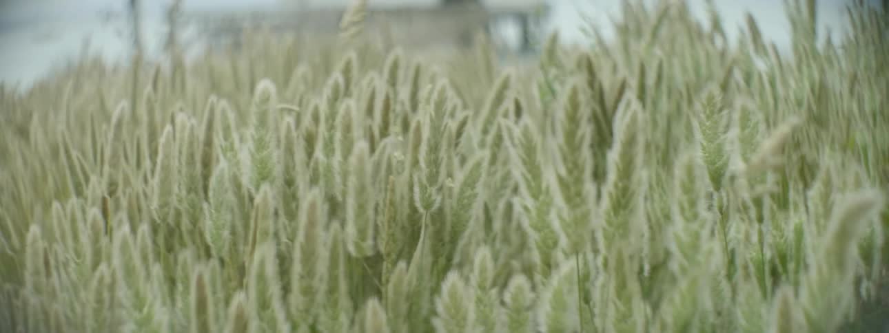 Grass blows in an open field