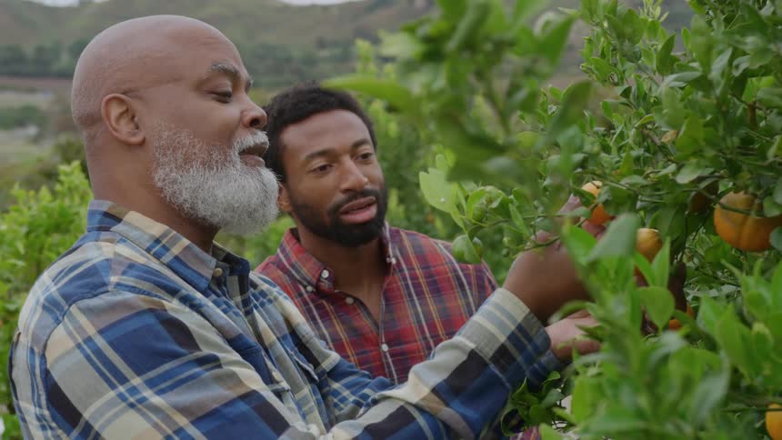 Two farmers harvest oranges from a tree in an orchard