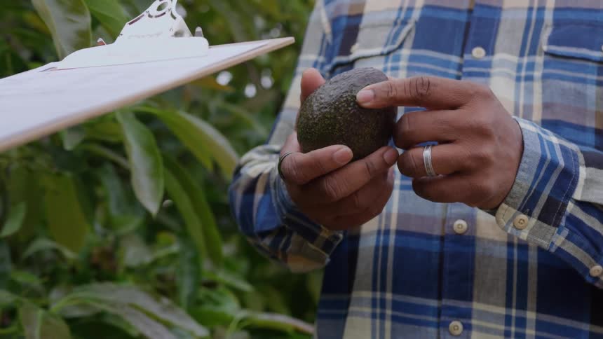 Closeup of person examining an avocado in a grove