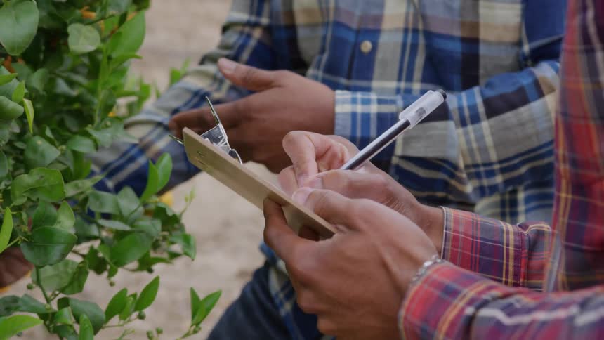 Two people wearing plaid shirts stand among a row of plants with small fruit one person points at a branch and the other person holds a wooden clipboard and writes with a pen