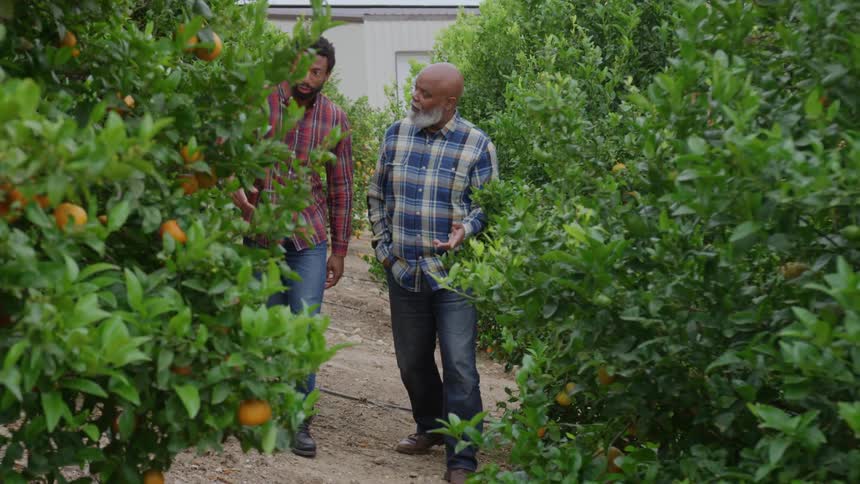 Two men wearing plaid shirts and jeans walk and talk down a dirt path through rows of citrus trees laden with ripe oranges in an orchard